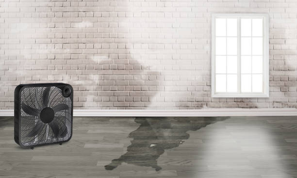 Best Professional water damage repair  in Earlham, IA